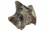 Unworn Triceratops Tooth - Montana #229148-1